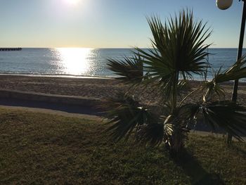 Palm trees on beach against sky during sunset