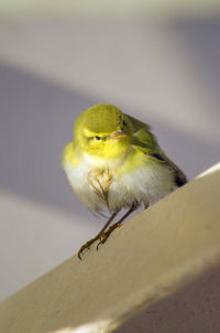 Close-up of bird perching on wall