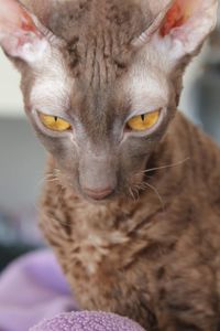 Close-up portrait of cat