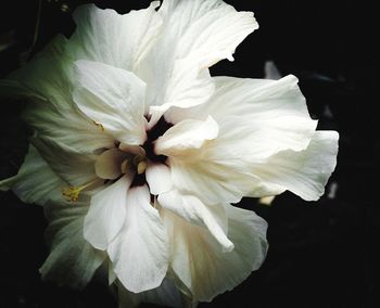 Close-up of white flowering plant against black background