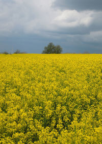 Scenic view of sunflower field against sky