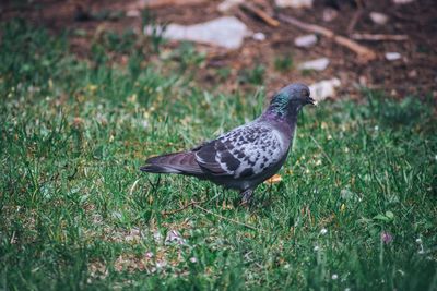 Side view of a bird on field