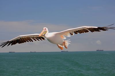 Birds flying over sea against sky