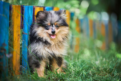 Pomeranian spitz puppy in garden. cute pomeranian dog on walk. puppy black. spitz pom dog