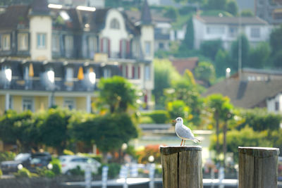 Seagull perching on a city