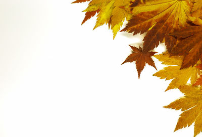 Low angle view of maple leaves against sky