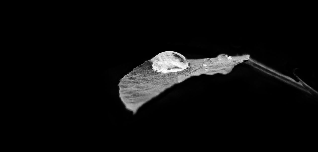 black background, studio shot, black and white, copy space, indoors, no people, close-up, monochrome photography, single object, darkness, nature, cut out