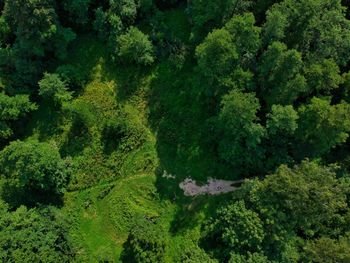 High angle view of trees in forest