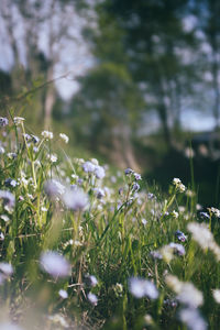 Close-up of white flowering plants on field