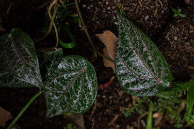 High angle view of leaves on field