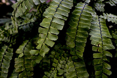 Close-up of green leaves