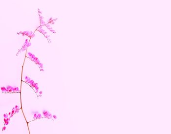 Close-up of pink flower against white background