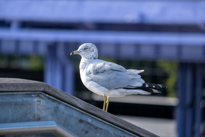 Close-up of seagull perching on railing