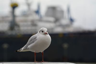 Close-up of seagull perching on railing