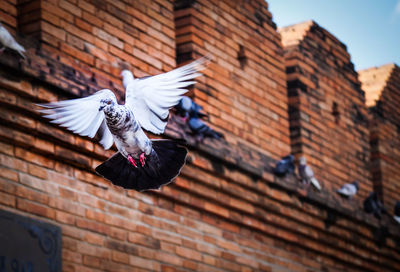 Low angle view of bird flying against brick wall