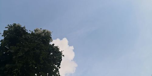 Low angle view of tree against sky