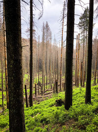 Trees in forest against sky