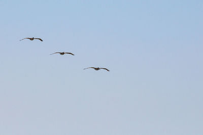 Low angle view of birds flying in the sky