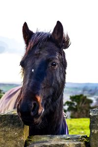 Close-up of a horse