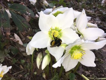 Close-up of white flowers blooming outdoors