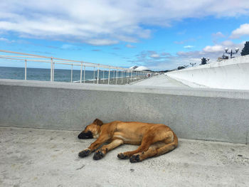 View of dog relaxing on bridge against sky