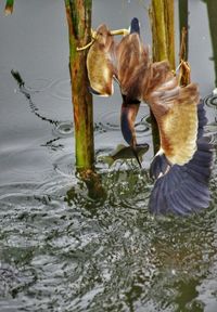 Close-up of birds in water