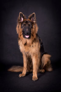 Portrait of the german shepherd long hair dog