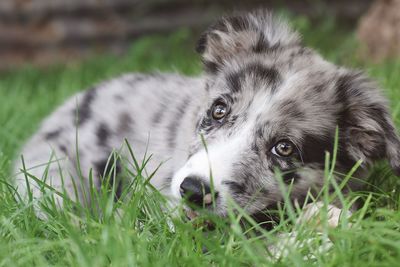 Portrait of dog lying on grass