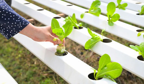 Cropped hand of person holding plant