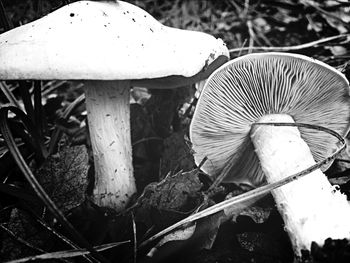 Close-up of mushrooms