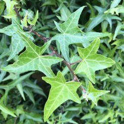 Close-up of fresh green plant