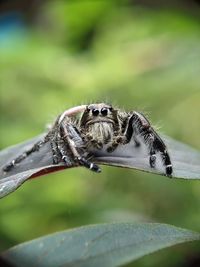 Close-up of spider