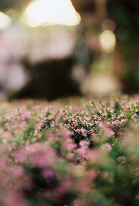 Close-up of purple flowering plants on field