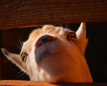 Close-up portrait of cat