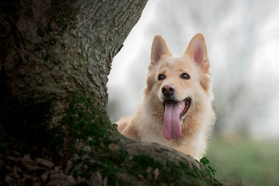 Portrait of a dog on tree trunk