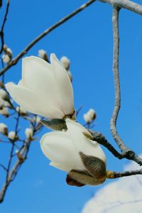 Low angle view of white flowering plant against clear blue sky