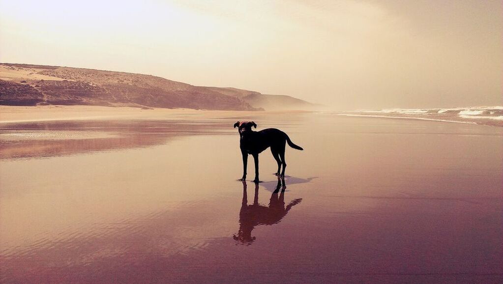 SILHOUETTE OF HORSE ON BEACH