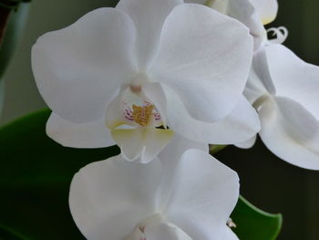 Close-up of white flowers blooming in garden