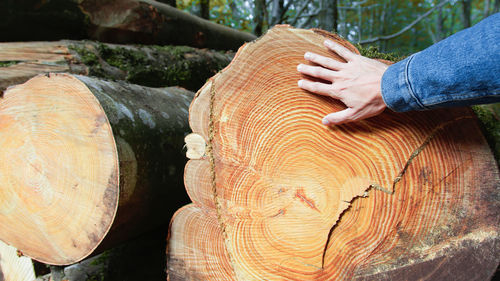 Hand touches a cut trunk