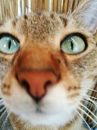 Close-up of cat