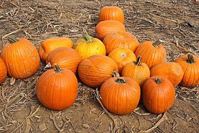 High angle view of pumpkins on field