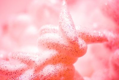 Close-up of water drops on pink flower