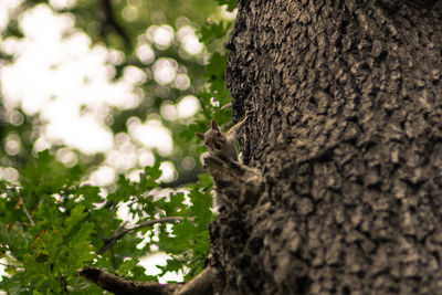 Close-up of squirrel on tree trunk