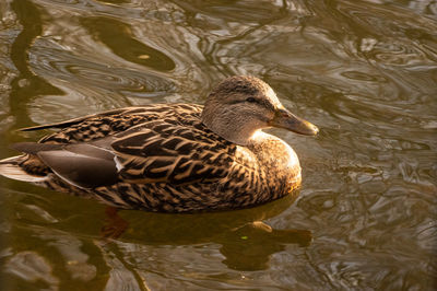 High angle view of mallard duck swimming in lake