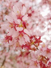 Close-up of cherry blossoms in spring