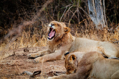 View of cats on ground