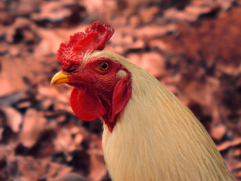 Close-up of rooster