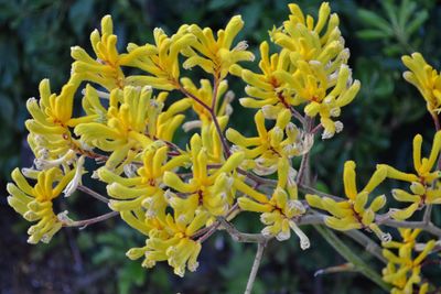 Close-up of yellow flowering plant