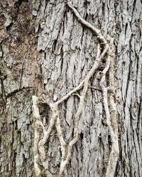 Full frame shot of tree trunk