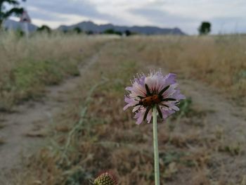 Close-up of flower blooming in field